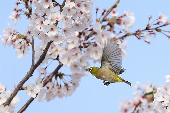 会員のひろば画像